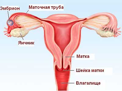 Внематочная беременность симптомы